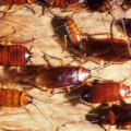 "Барс" от тараканов: отзывы, инструкция по применению. Как избавиться от тараканов в квартире навсегда