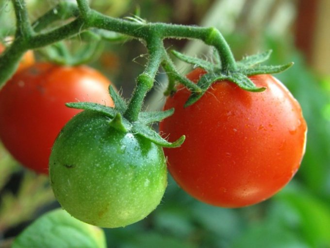 Почему чернеют зеленые помидоры