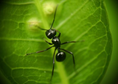 ❶ Как избавиться от чёрных муравьев