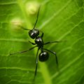 ❶ Как избавиться от чёрных муравьев